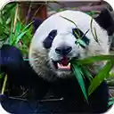 Wild Panda  screen for extension Chrome web store in OffiDocs Chromium