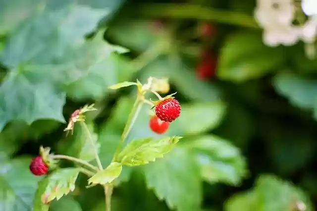 Free download Wild Strawberry Nature Garden -  free photo or picture to be edited with GIMP online image editor