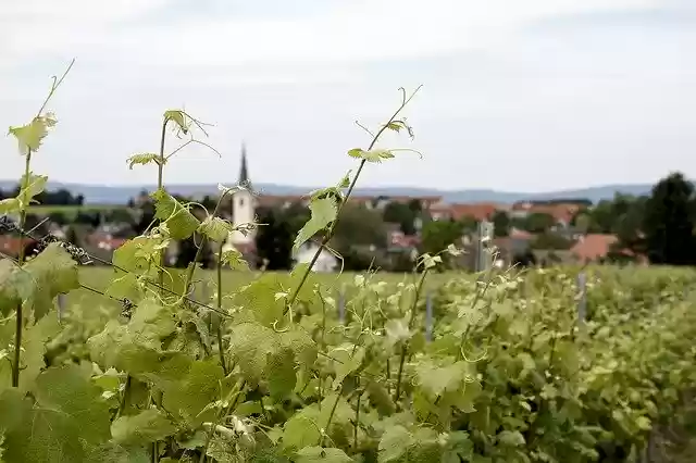 Free download Wine Growing Field Plant -  free photo or picture to be edited with GIMP online image editor