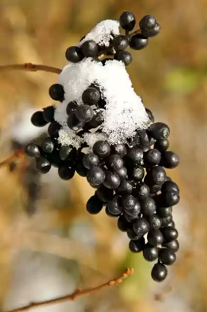 Free download Winter Black Grapes -  free photo or picture to be edited with GIMP online image editor