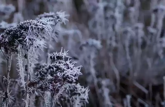 GIMP çevrimiçi resim düzenleyici ile düzenlenecek ücretsiz Winter Cold Frost ücretsiz fotoğraf şablonu indir