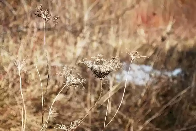 Free download Winter Dry Grass Nature -  free photo or picture to be edited with GIMP online image editor