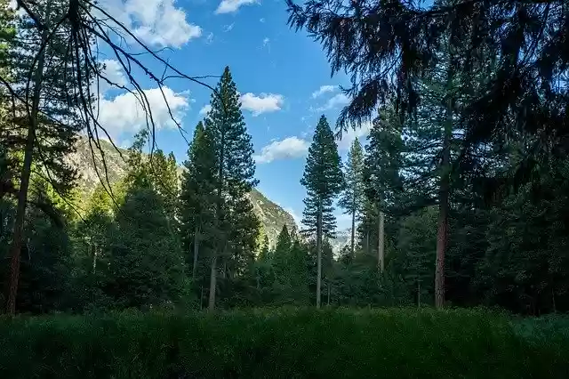 Free download Woods Kings Canyon National Parks -  free photo or picture to be edited with GIMP online image editor