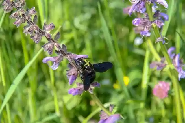 Free download Xylocope Carpenter Bee -  free photo or picture to be edited with GIMP online image editor