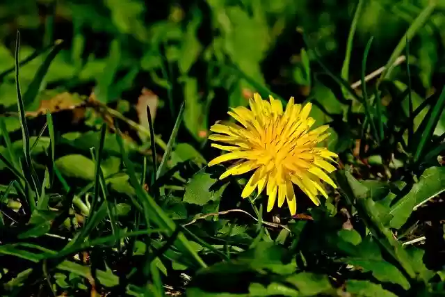 Free download yellow flower nature wild flower free picture to be edited with GIMP free online image editor