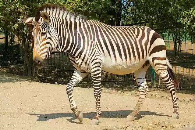 ดาวน์โหลดฟรี Zebra Lichokopytník Animal - ภาพถ่ายหรือรูปภาพฟรีที่จะแก้ไขด้วยโปรแกรมแก้ไขรูปภาพออนไลน์ GIMP