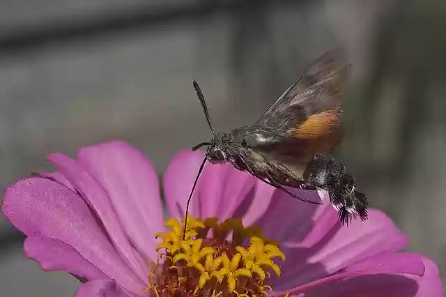 Free download Zinnia Bee Sphinx -  free free photo or picture to be edited with GIMP online image editor