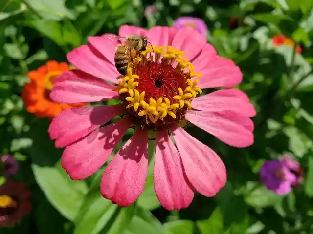 Free download Zinnia Flower Bloom -  free photo or picture to be edited with GIMP online image editor