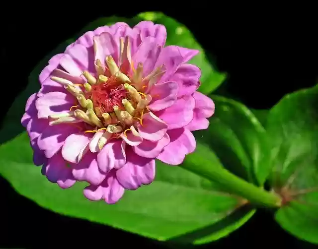 Gratis download Zinnia Flower Nature - gratis foto of afbeelding om te bewerken met GIMP online afbeeldingseditor