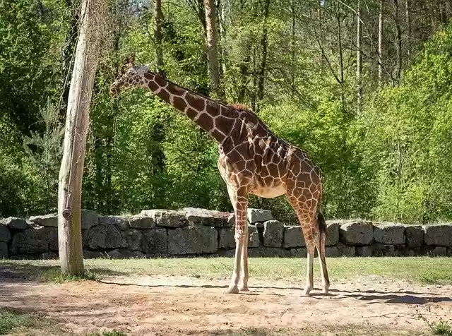 免费下载 Zoo Tiergarten Nürnberg - 可使用 GIMP 在线图像编辑器编辑的免费照片或图片