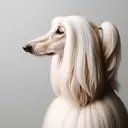 side view of an afghan hound with a ponytail